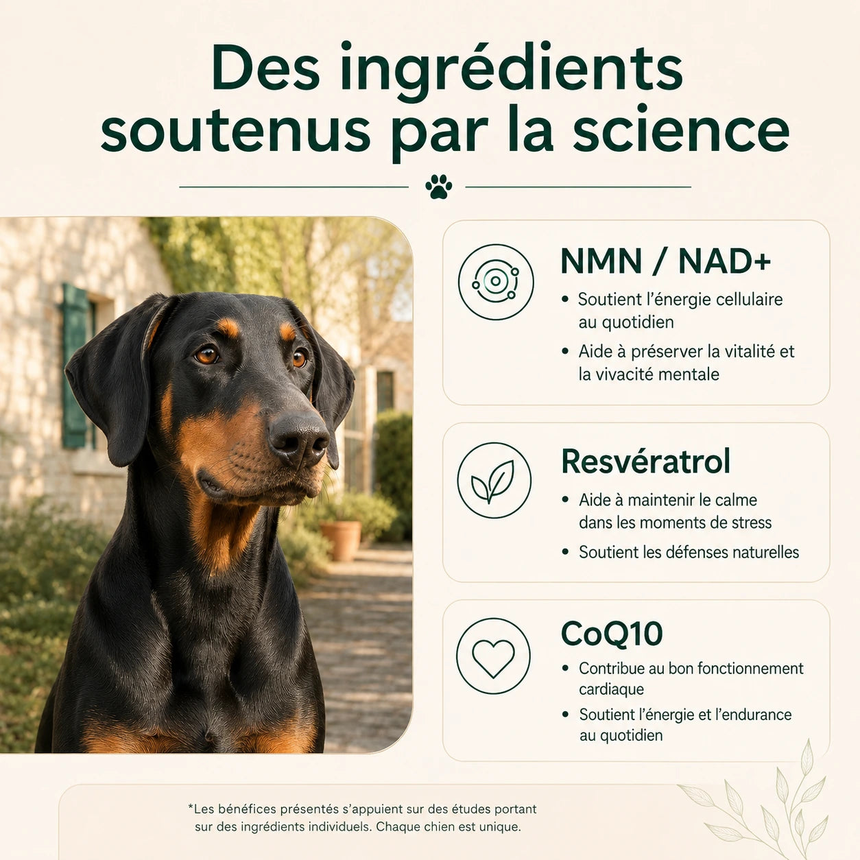 Votre chien ralentit avec l’âge ? Aidez-le à retrouver énergie, mobilité et envie de jouer