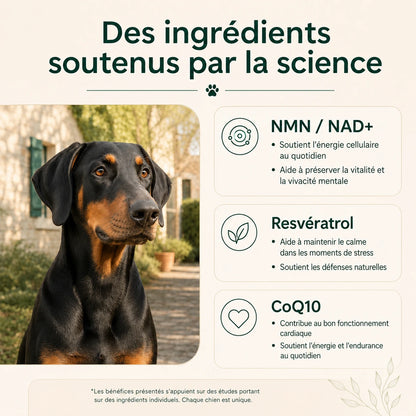 Votre chien ralentit avec l’âge ? Aidez-le à retrouver énergie, mobilité et envie de jouer