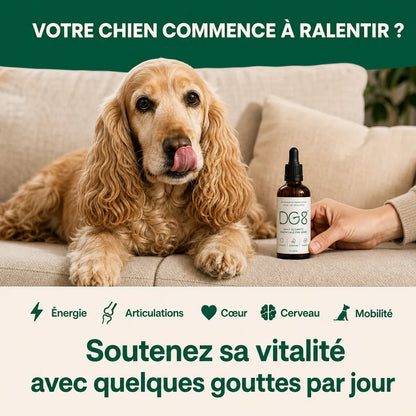 Le protocole scientifique pour améliorer la santé de votre chien