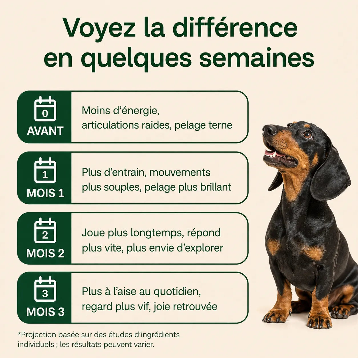 Le protocole scientifique pour améliorer la santé de votre chien