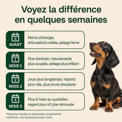 Le protocole scientifique pour améliorer la santé de votre chien