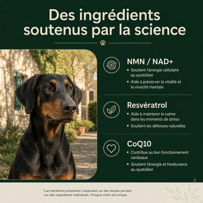 Le protocole scientifique pour améliorer la santé de votre chien