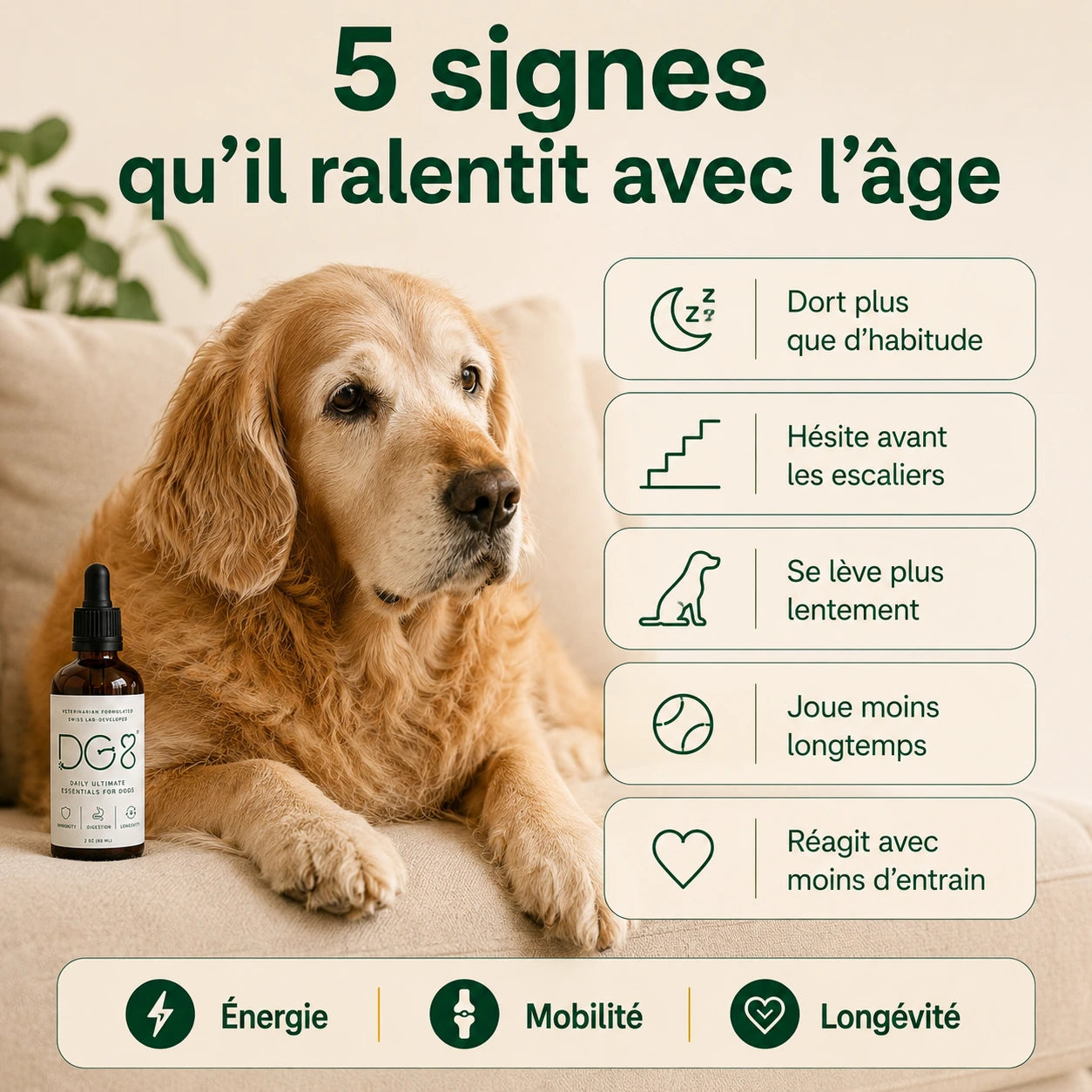 Votre chien ralentit avec l’âge ? Aidez-le à retrouver énergie, mobilité et envie de jouer