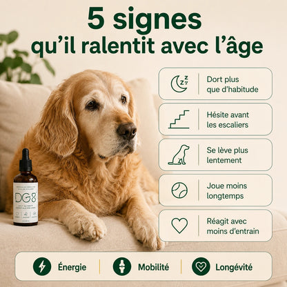 Votre chien ralentit avec l’âge ? Aidez-le à retrouver énergie, mobilité et envie de jouer